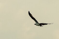 Águila pescadora (Balbuzard pêcheur)_231118_4008 null