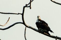 Águila pescadora (Balbuzard pêcheur)_231121_4220 null