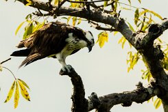 Águila pescadora (Balbuzard pêcheur)_231127_4611 null