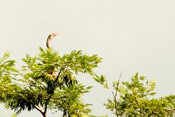 Anhinga americana (Anhinga d'Amérique)_231117_3644 null