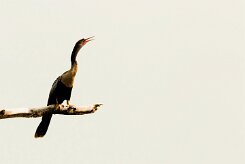 Anhinga americana (Anhinga d'Amérique)_231117_3645 null