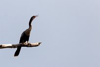 Anhinga americana (Anhinga d'Amérique) Playa Hermosa - Nicaragua