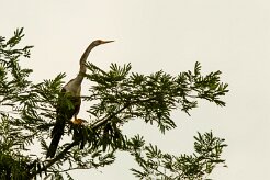 Anhinga americana (Anhinga d'Amérique)_231117_3653 null