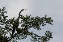 Anhinga americana (Anhinga d'Amérique) Playa Hermosa - Nicaragua