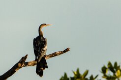 Anhinga americana (Anhinga d'Amérique)_231118_3929 null