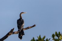 Anhinga americana (Anhinga d'Amérique) Salinas Grande - Nicaragua