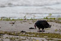 Aura gallipavo (Urubu à tête rouge) Ometepe - Nicaragua