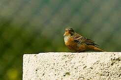 bruand_cendrillard_02 null