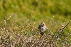 bruant_non_identifie_01 null