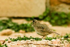 cochevis_huppe_05 null