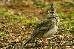 cochevis_huppe_06 null