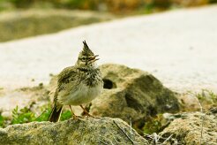 cochevis_huppe_07 null