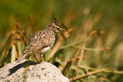 cochevis_huppe_08 null