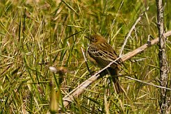 pipit_farlouse_01 null