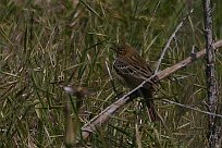 pipit_farlouse_01-2