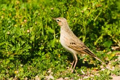 pipit_rousseline_01 null