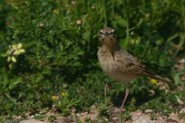 pipit_rousseline_02-2