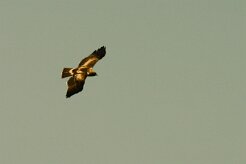 aigle_botte_02 null