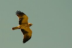 aigle_botte_10 null