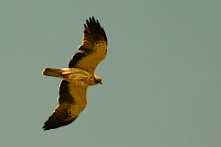 aigle_botte_11 null