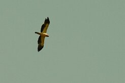 aigle_botte_13 null