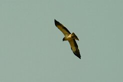 aigle_botte_15 null