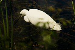 aigrette_garzette_32 null