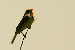 bruant_proyer_05 null