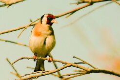 chardonneret_elegant_02 null