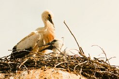 cigogne_blanche_29 null