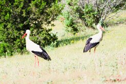 cigogne_blanche_30 null