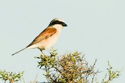 pie_grieche_ecorcheur_01 null