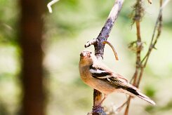 pinson_des_arbres_15 null
