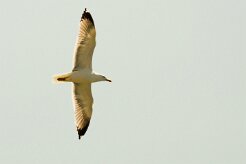 goeland_argente_03 null