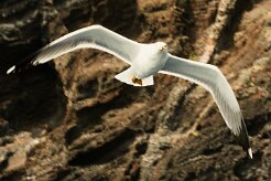 goeland_argente_04 null