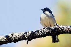 pinson_bleu_01 null