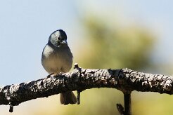 pinson_bleu_02 null
