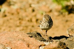 pipit_de_berthelot_01 null
