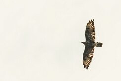 aigle_royal_01 null