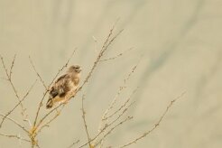 buse_variable_58 null