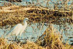 Aigrette garzette_737A7144-2 null