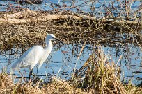 Aigrette garzette Aigrette garzette