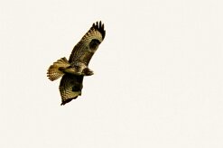 Buse variable_737A8633-2 null