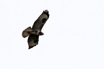 Buse variable Buse variable