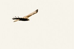 Buse variable_737A8636-2 null