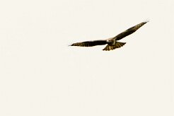Buse variable_737A8637-2 null
