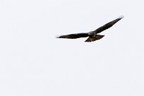 Buse variable Buse variable