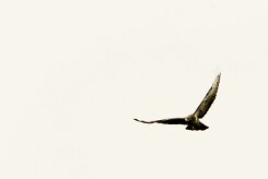 Buse variable_737A8643-2 null