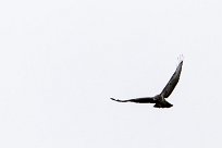 Buse variable Buse variable