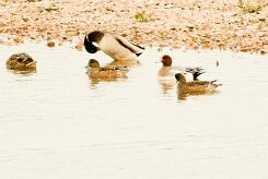 Canard siffleur_737A3747-2 null